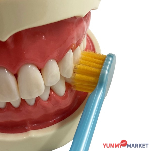 EBISU 프리미엄 케어 높은 플라크 제거, 6 줄 울트라 컴팩트, 일반 B-3605m 1 조각