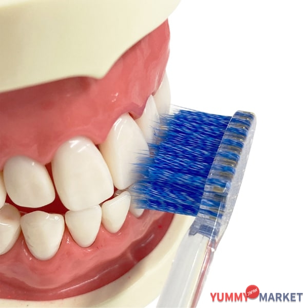 ebis ebisu progrip 칫솔 소프트 [성인 칫솔]