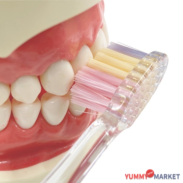 Ebisub-8067m [Progrip 칫솔 III 정상]