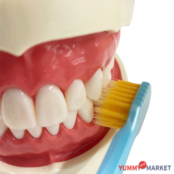 Ebisu Premium Care High Plaque 제거, 5 행 소모, 일반 B-3604m 1 조각